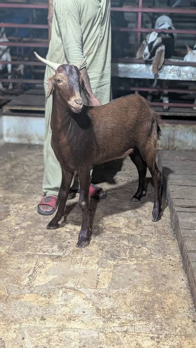 teddy goats| desi bakra|goat baby |qurbani bakra | gulabi/kamori| بکرا