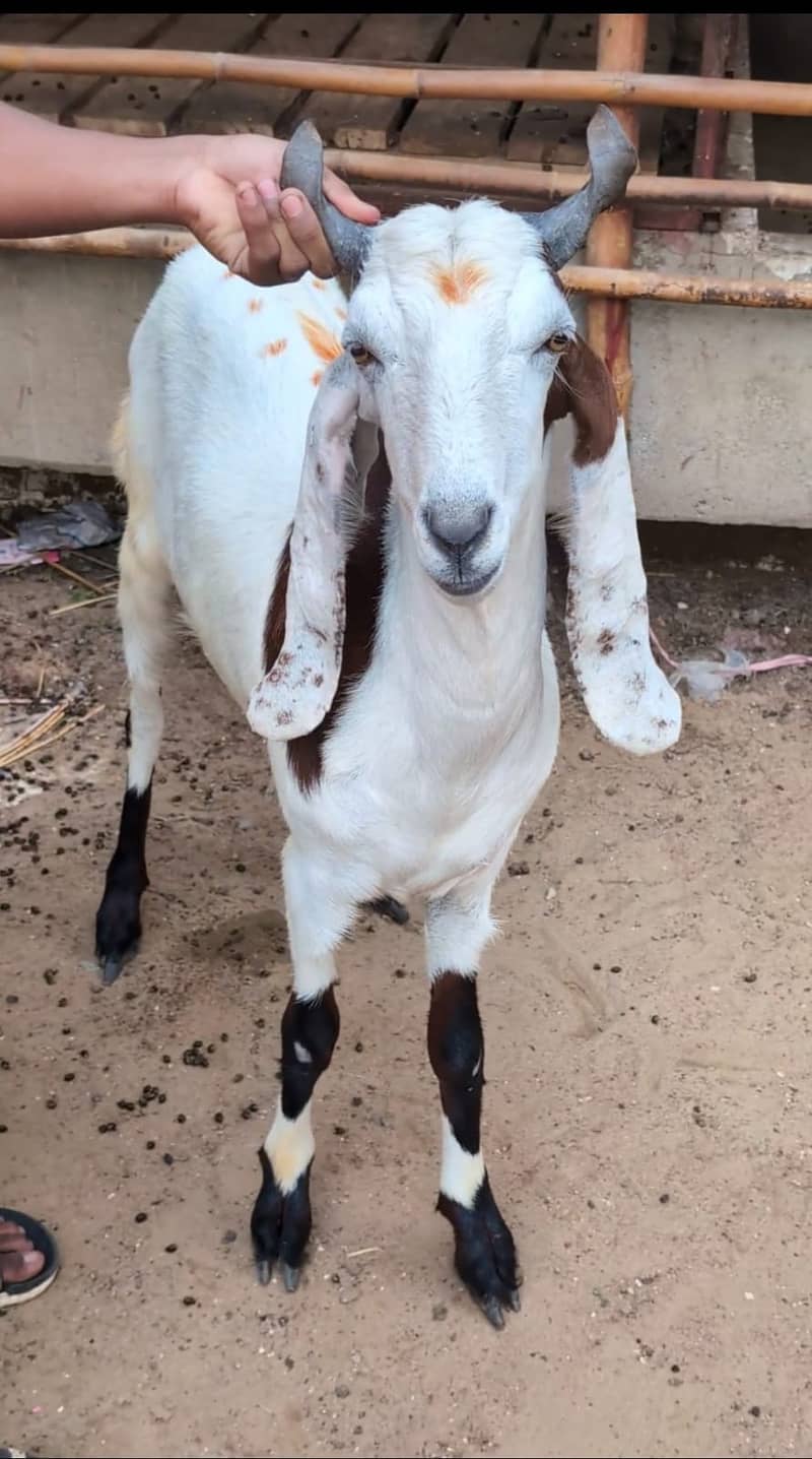 teddy goats| desi bakra|goat baby |qurbani bakra | gulabi/kamori| بکرا ...