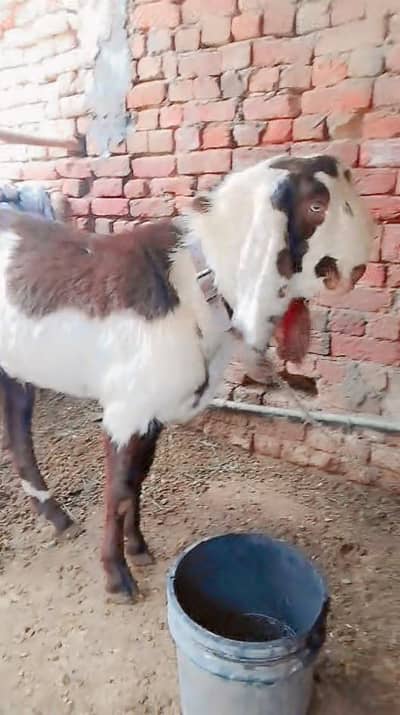 Desi bakry Eid KY Liye tayar ha 03177001065