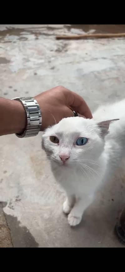 Percian cat double eyes