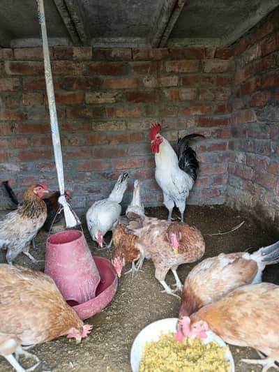 desi hens for sale