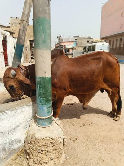 Bachra Available for Sale Fresh 2 Dant location Karachi