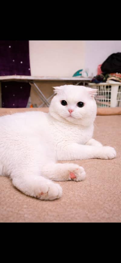 Scottish fold pure