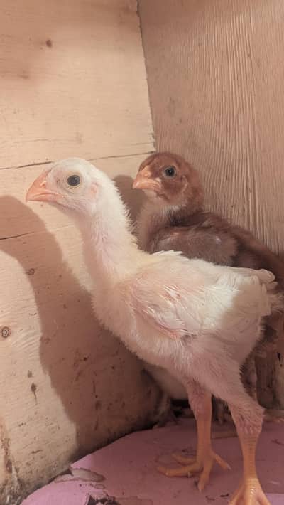 shamoo and burmi pakoye chicks