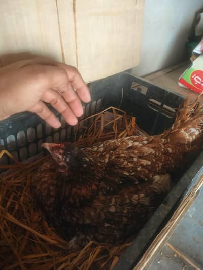 kurak hen for sale kurak madi