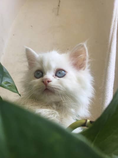 White Persian Male Kitten