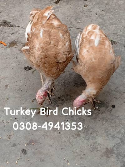 Turkey Bird Chicks پیرو کے خوبصورت بچے فار سیل ھیں