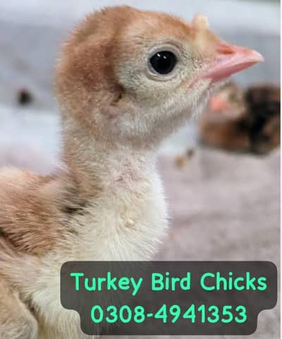 Turkey Bird Chicks پیرو کے خوبصورت بچے فار سیل ھیں