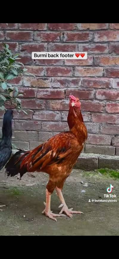 Back footer burmi chicks