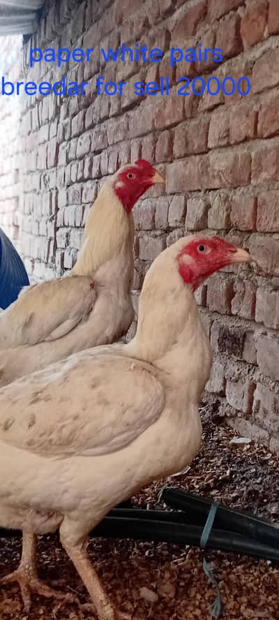 paper white pair breeder for sell age 2 year  WhatsApp 03209736796