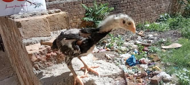 paper white pair breeder for sell age 2 year  WhatsApp 03209736796