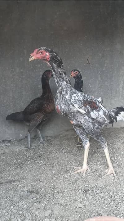 imported male female pathy pathi