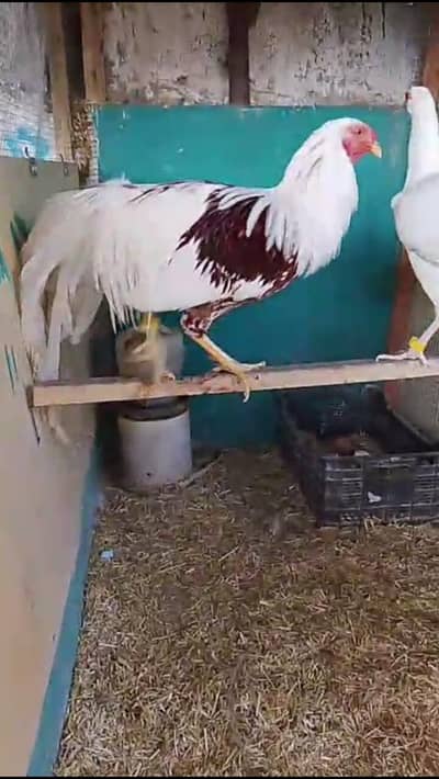 Yokohama breeder pair pullets available