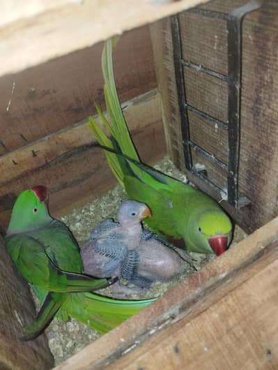 raw pair with chicks