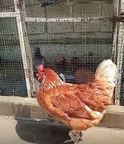 lohman brown eggs laying hen