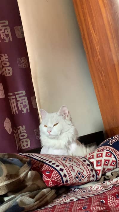 Persian male neutered double coat