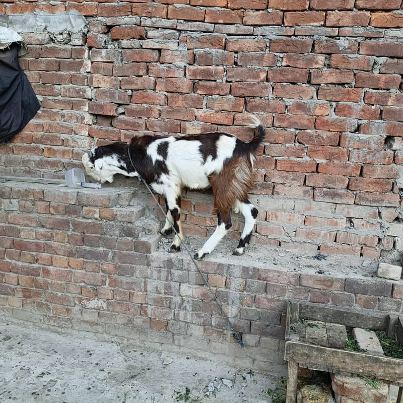 bakra 1