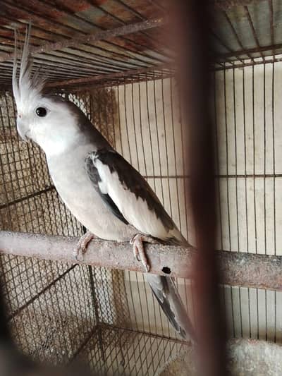 charcoal white face into cream red eye female breeder pair for sale