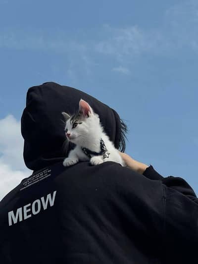 paratha karigar or waiter