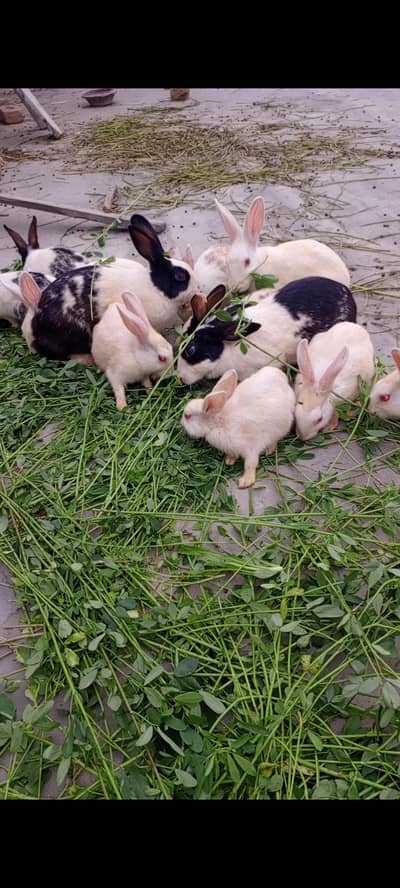 rabbits for sale Bareedar