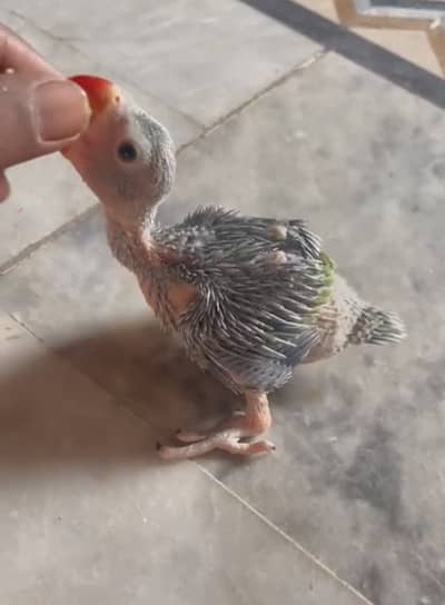 Green Ringneck chick