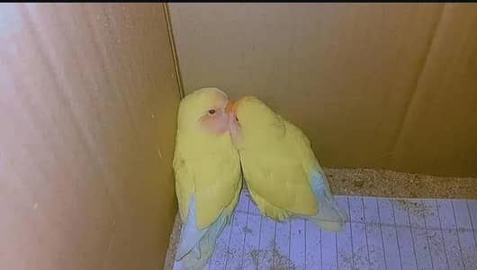 Lovebirds Pair For Sale