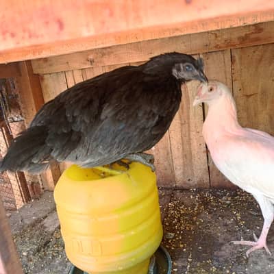 heera aseel female and ayam cemani
