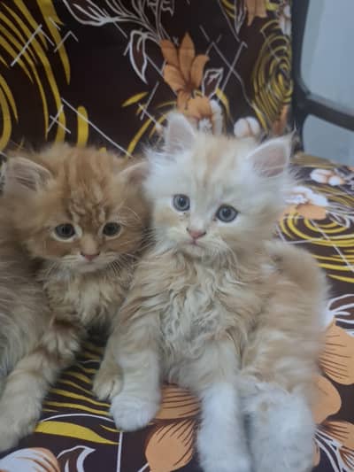 Persian kitten triple coated
