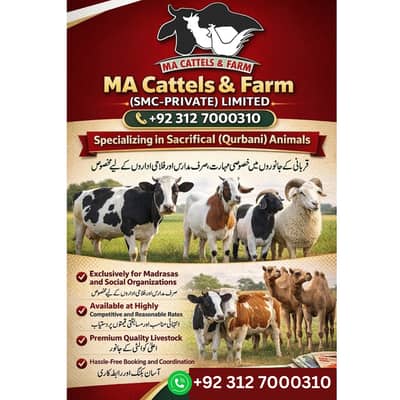 MA Cattle Farm Qurbani Cows Available / Bachrey for sale