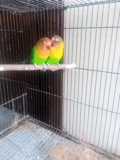 only message call nhi