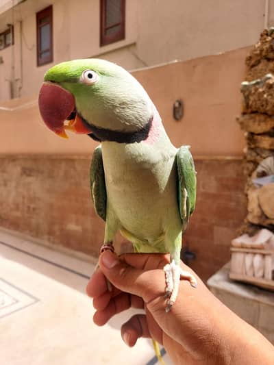 face to face talking zero bite Kashmiri male