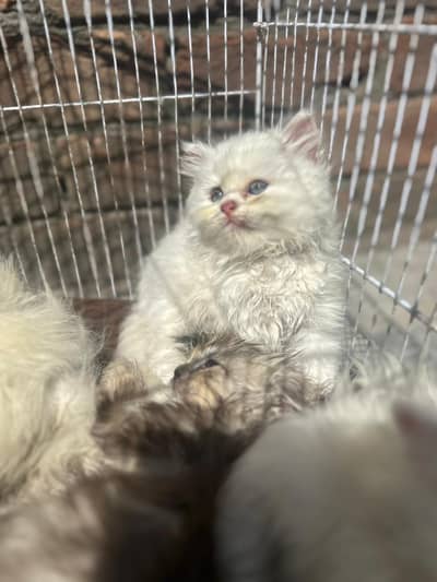 female kittens 03234102419