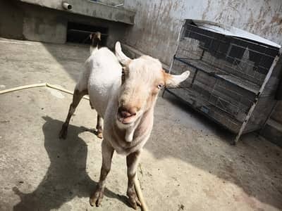 Pointed Breader For Sell  [0.3. 1.7. 8.3. 9.9. 3.7. 6]