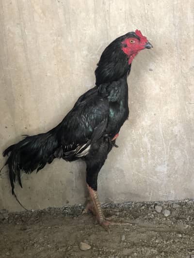 Pure Thai Pakoy Aseel Patha For Sale