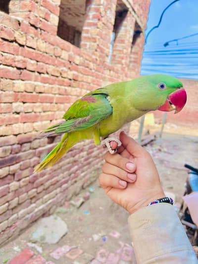 raw parrot for sale
