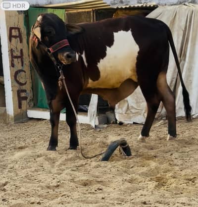 2 DANT ABLACK MALE FOR QURBANI 2026