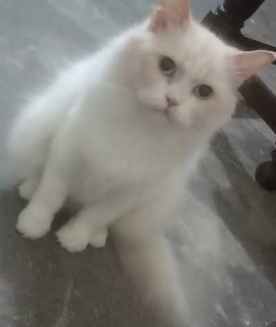 Persian Female Cat Required.