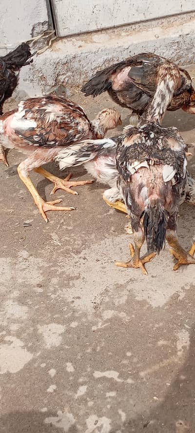 Aseeli chicks for sale  پہلے description  پڑھ کر رابطہ کریں