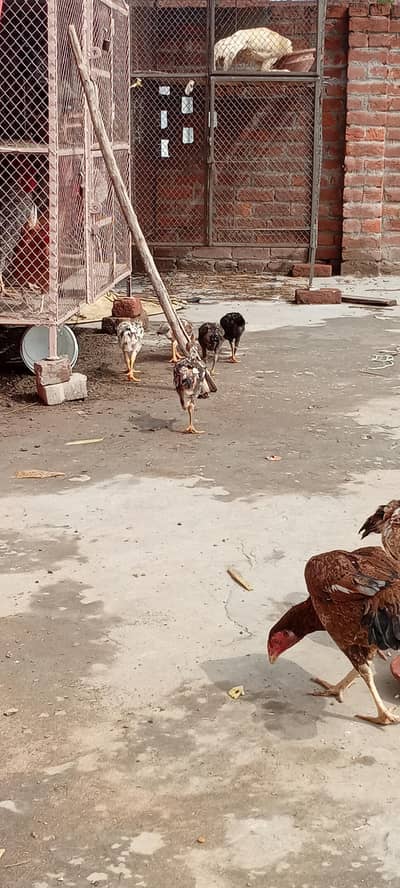 Aseeli chicks for sale  پہلے description  پڑھ کر رابطہ کریں