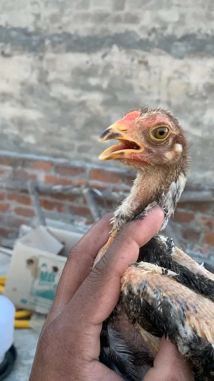 Aseeli chicks for sale  پہلے description  پڑھ کر رابطہ کریں — photo 2