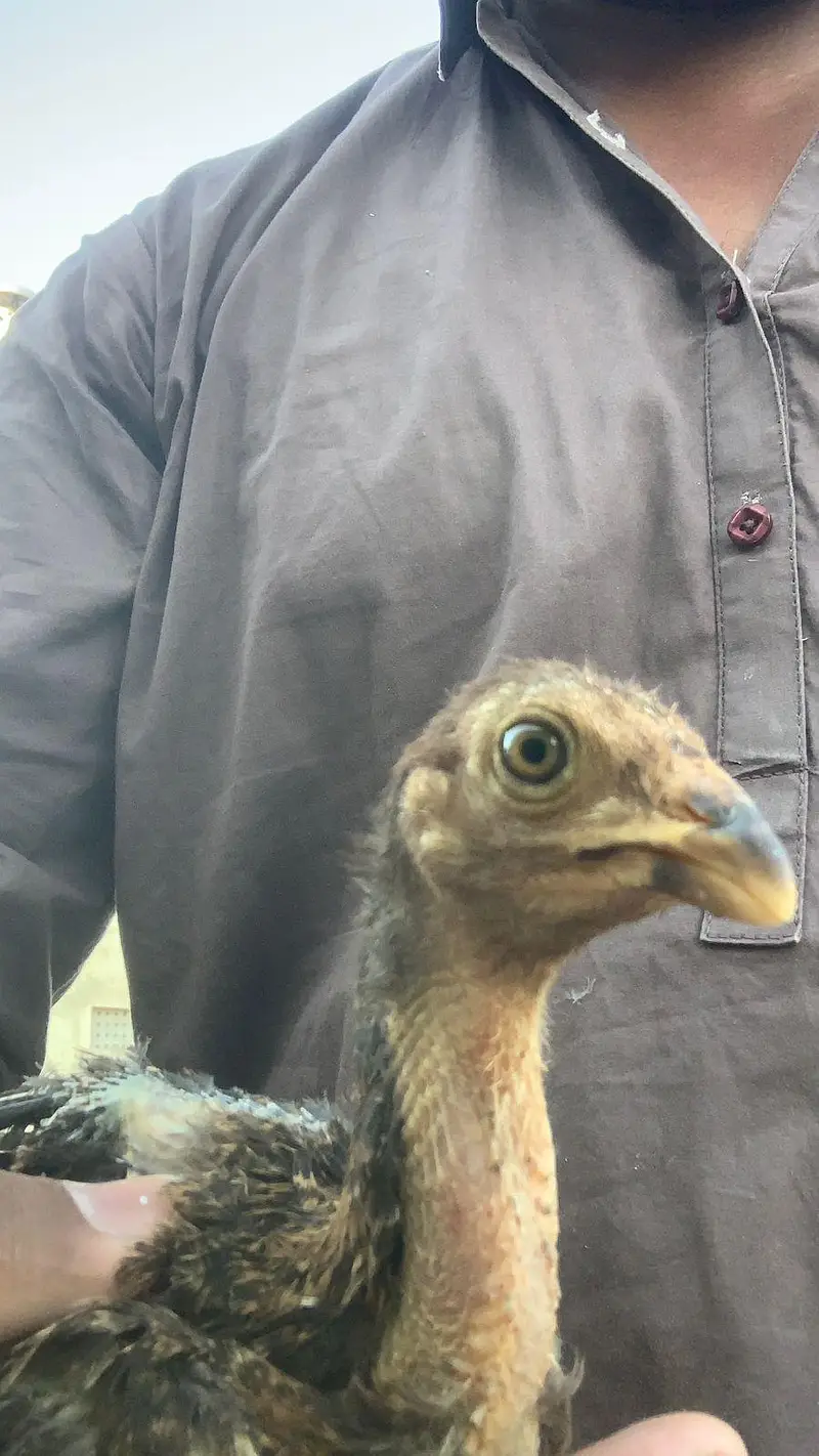 Aseeli chicks for sale  پہلے description  پڑھ کر رابطہ کریں — photo 3