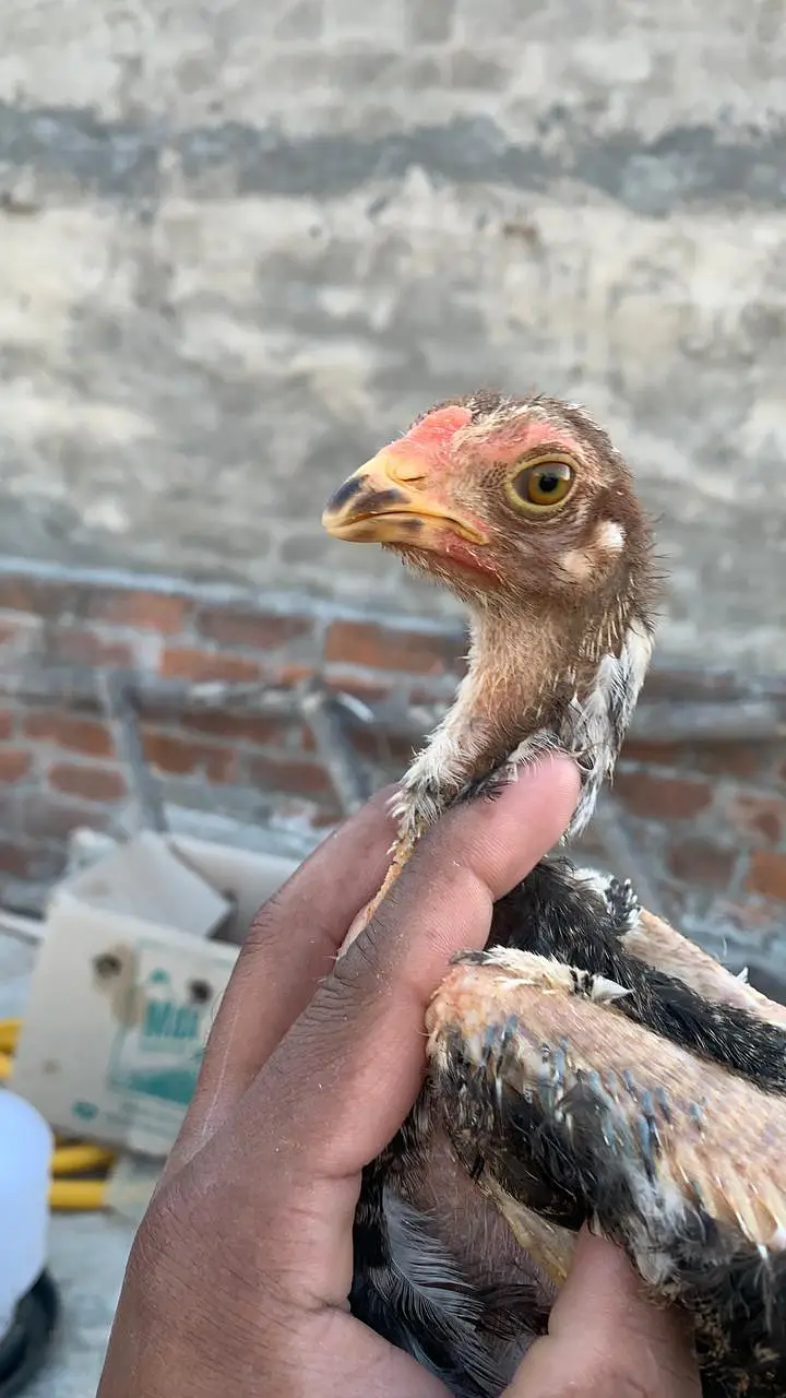 Aseeli chicks for sale  پہلے description  پڑھ کر رابطہ کریں — photo 4
