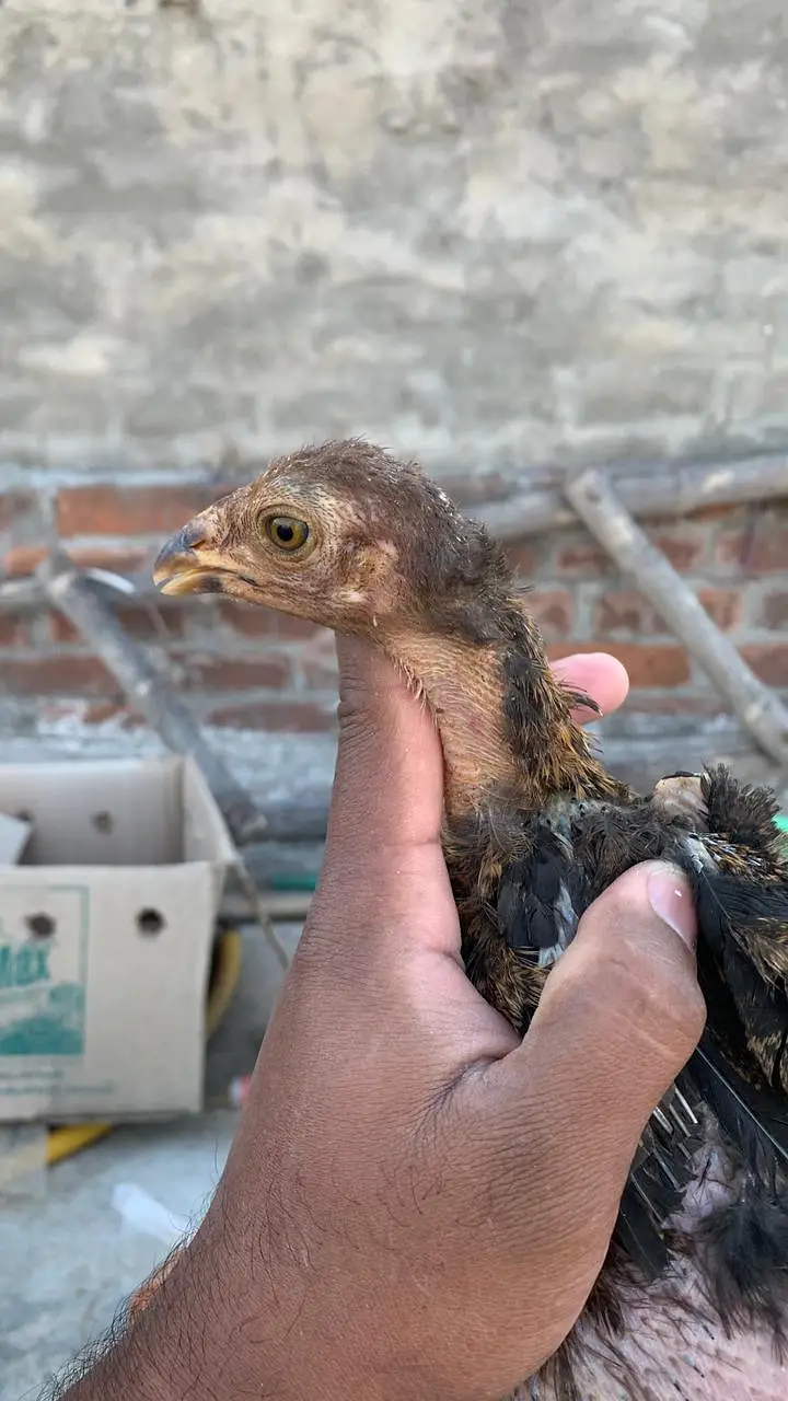 Aseeli chicks for sale  پہلے description  پڑھ کر رابطہ کریں — photo 5