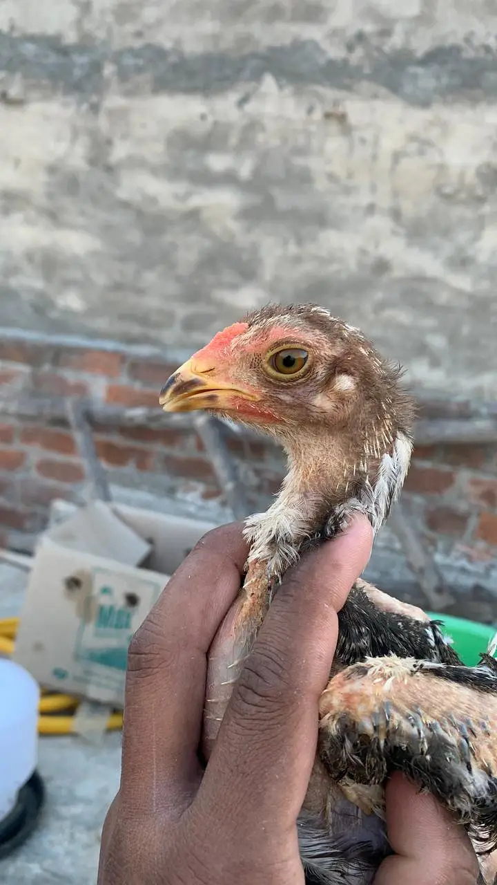 Aseeli chicks for sale  پہلے description  پڑھ کر رابطہ کریں — photo 6