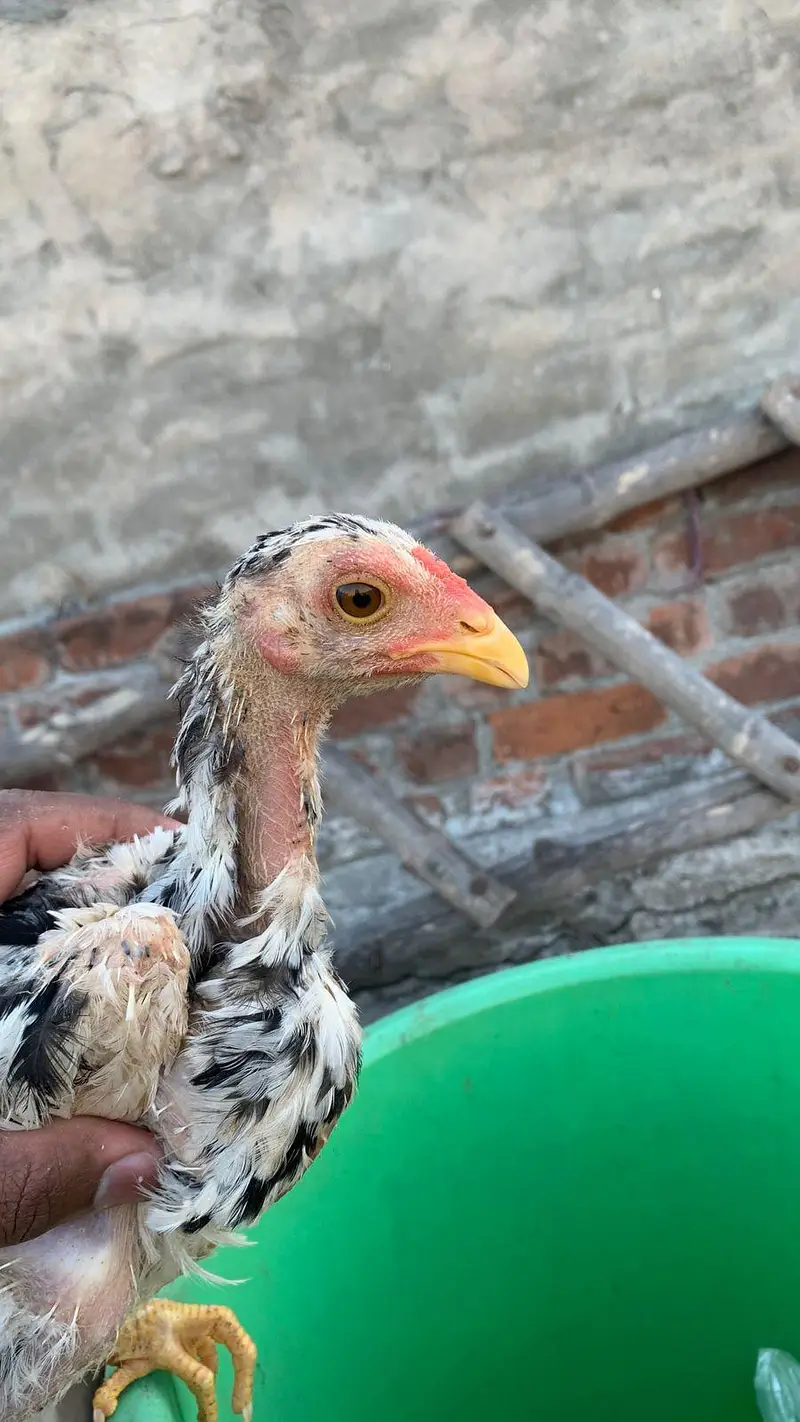 Aseeli chicks for sale  پہلے description  پڑھ کر رابطہ کریں — photo 7