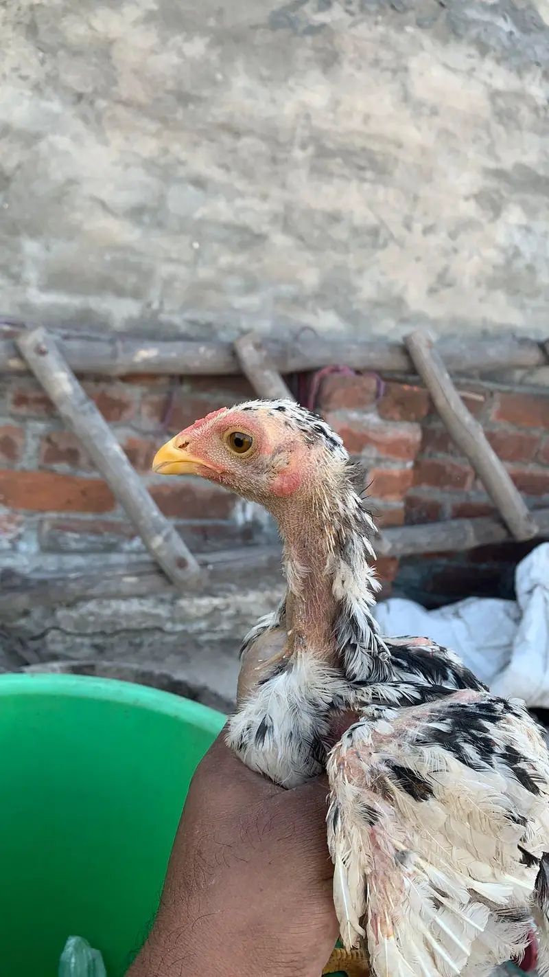 Aseeli chicks for sale  پہلے description  پڑھ کر رابطہ کریں — photo 8
