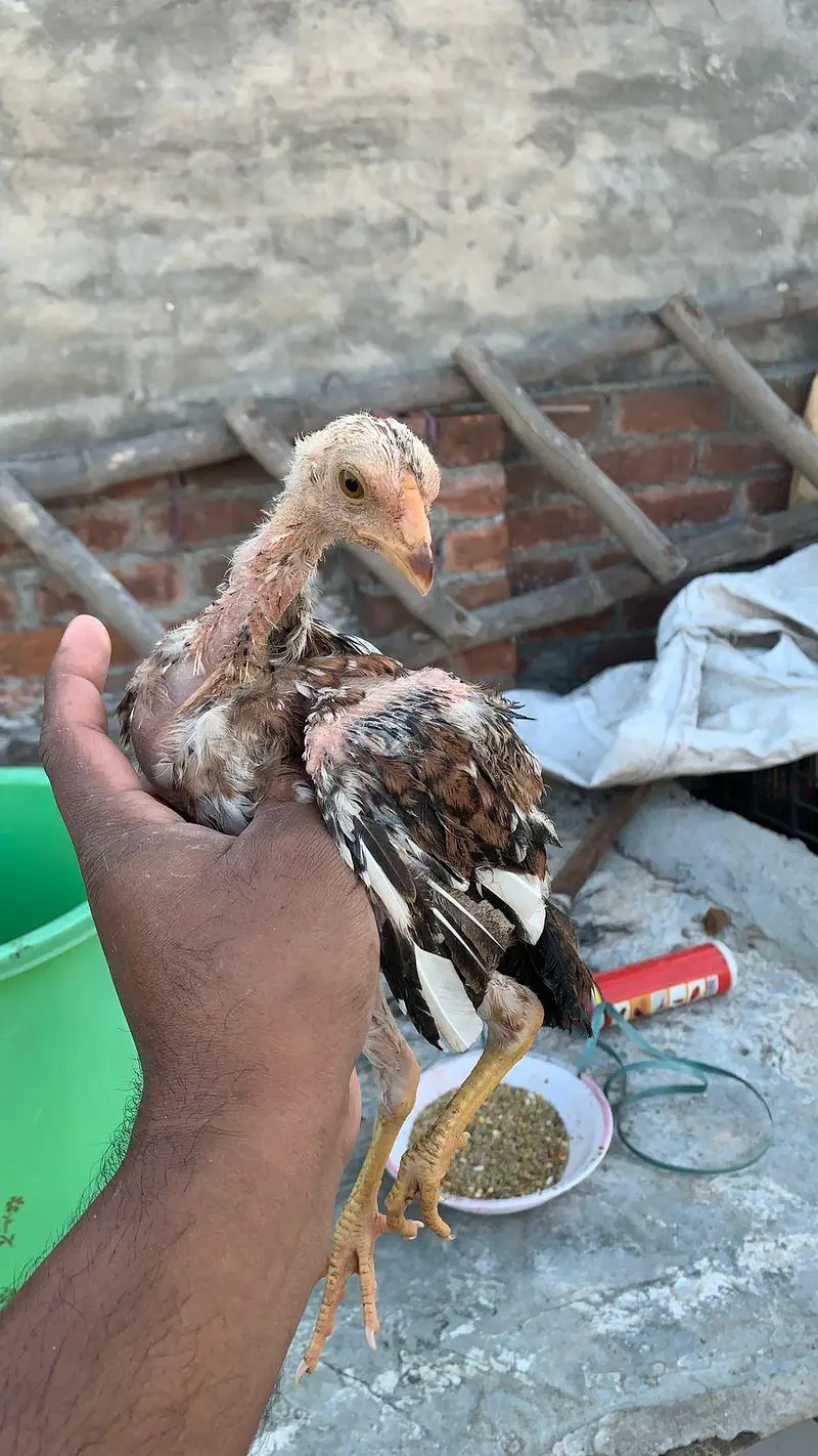 Aseeli chicks for sale  پہلے description  پڑھ کر رابطہ کریں — photo 9