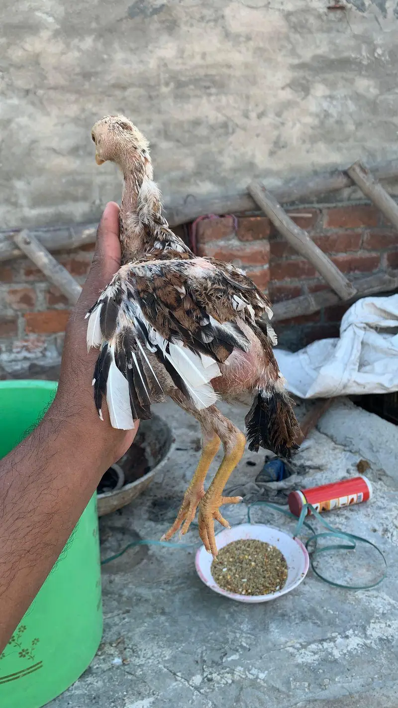 Aseeli chicks for sale  پہلے description  پڑھ کر رابطہ کریں — photo 10