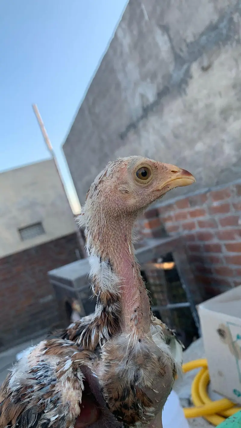 Aseeli chicks for sale  پہلے description  پڑھ کر رابطہ کریں — photo 11
