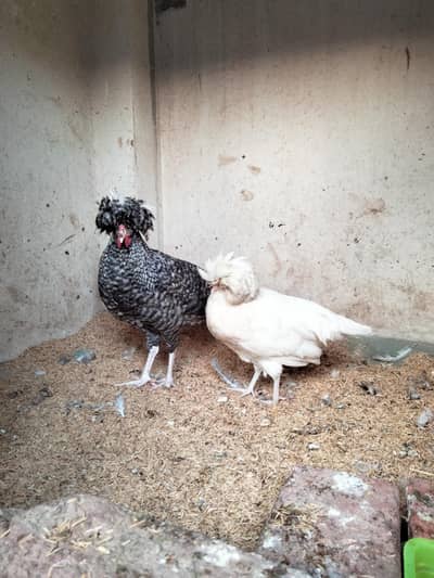 coco polish male and white polish female